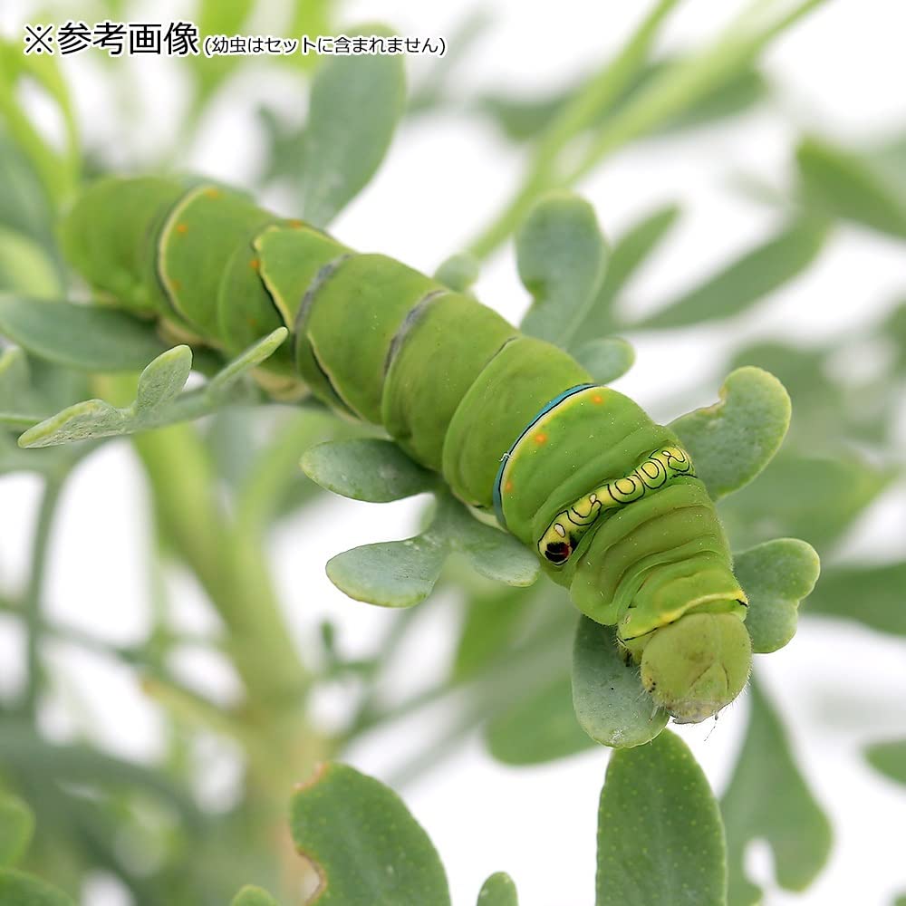 Amazon | （観葉植物）ナミアゲハの幼虫飼育セット アゲハチョウ 自由